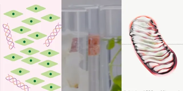 深度|美容品牌开始谈“长寿”,它们究竟在谈些什么?