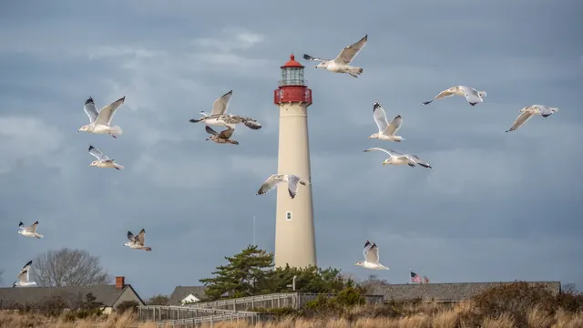 A Birder’s Guide to Cape May, New Jersey