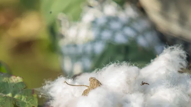 The Business Case for Nature